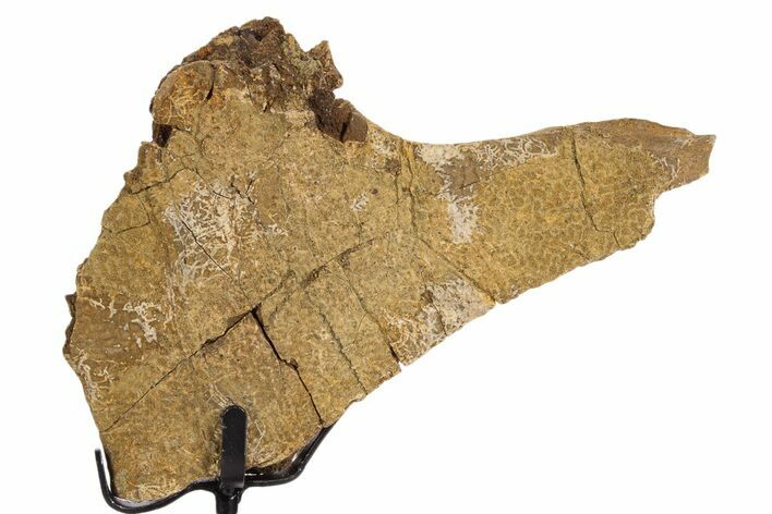 Fossil Turtle Shell Section w/ Metal Stand - South Dakota #340104